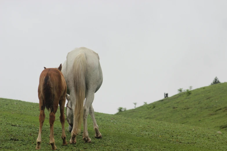 a couple of horses standing on top of a lush green hillside, an album cover, pexels contest winner, city of armenia quindio, ready to eat, low - angle shot from behind, today\'s featured photograph 4k