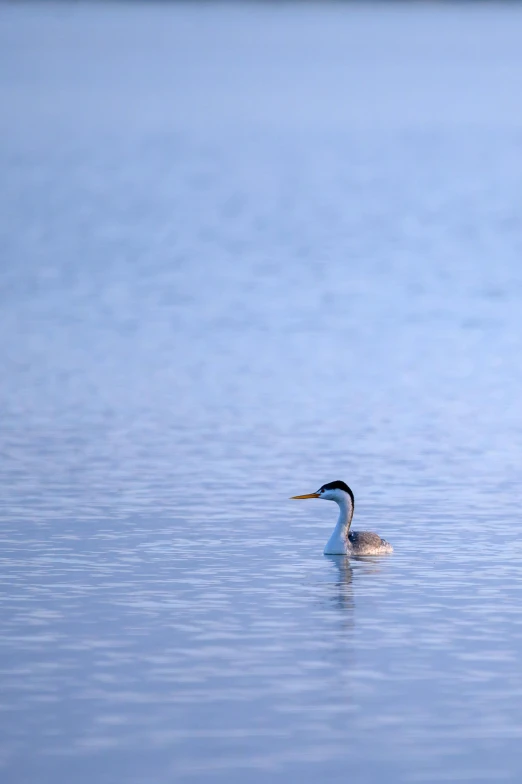 a bird floating on top of a body of water, long neck, picton blue, soft light - n 9, julian ope