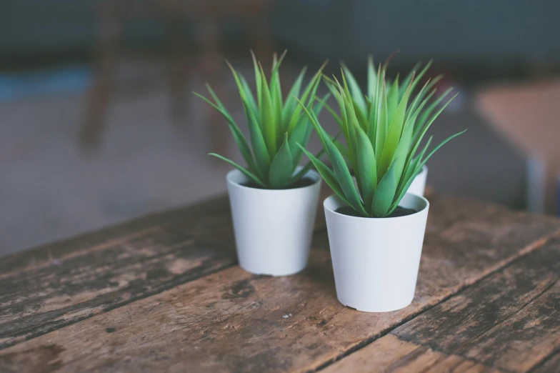 two potted plants sitting on top of a wooden table, unsplash, fake grass, spiky, close up photograph, porcelain