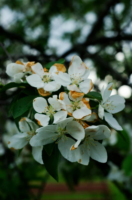 a bunch of white flowers on a tree, an album cover, unsplash, apple, hyperdetailed, low quality photo, usa