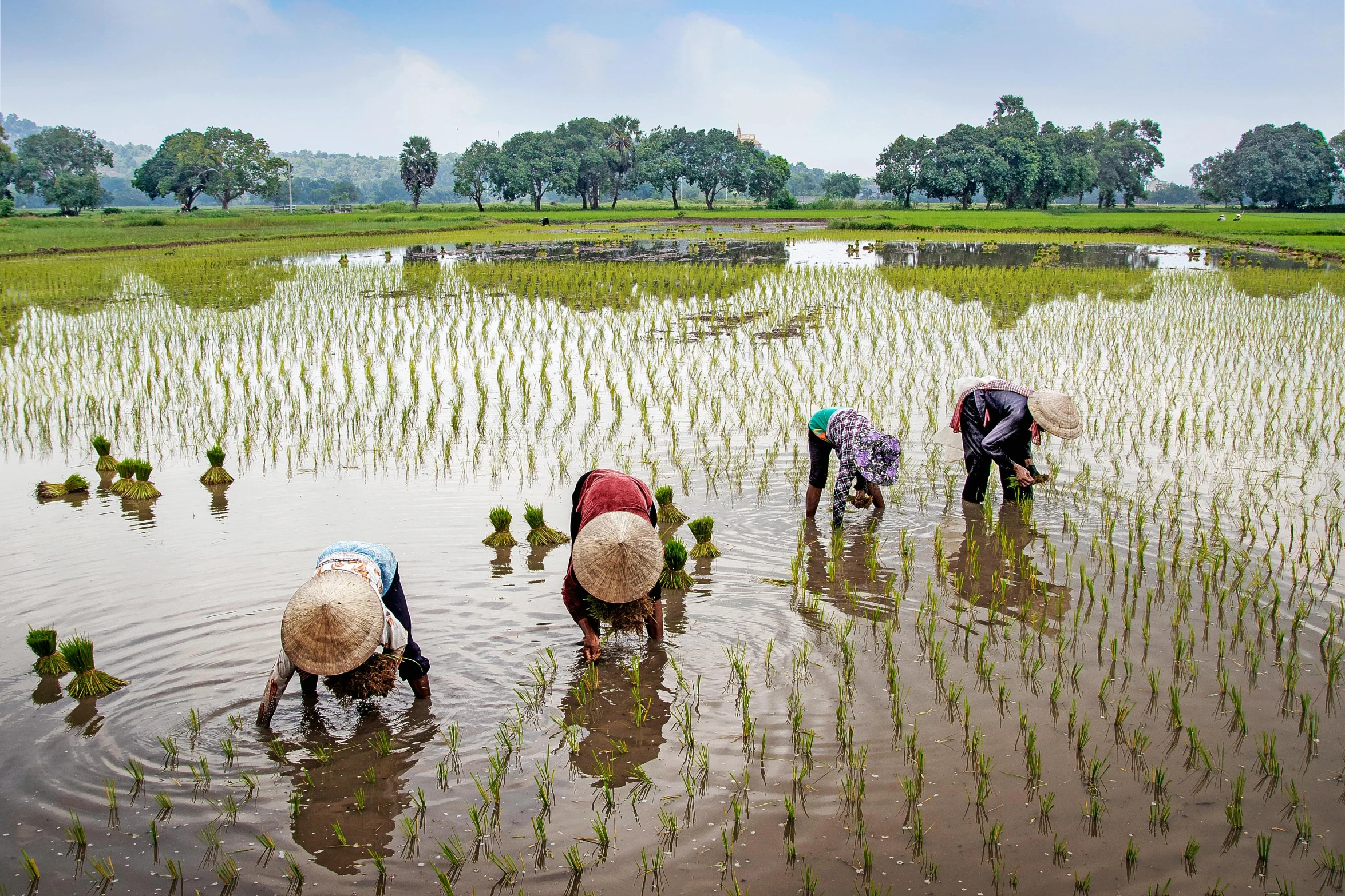 a group of people working in a rice field, inspired by Steve McCurry, pexels contest winner, subsiding floodwaters, avatar image, gardening, 1970s photo