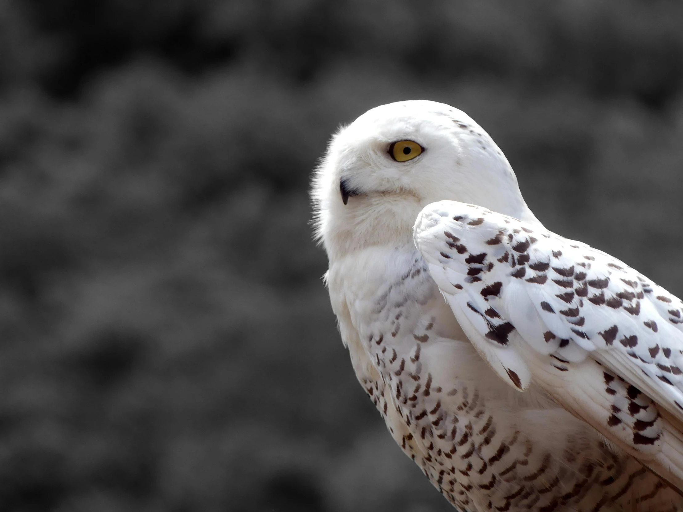 a white owl sitting on top of a wooden post, pexels contest winner, hurufiyya, fan favorite, from of thrones, museum quality photo, white with black spots