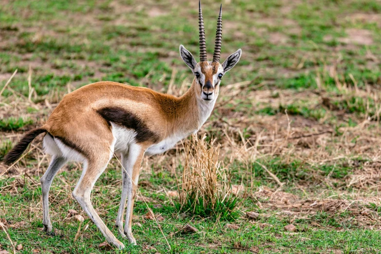 a gazelle standing on top of a grass covered field, pexels contest winner, renaissance, sharp claws and tail, sri lanka, colourful, taken in the early 2020s