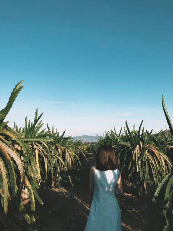 a woman in a white dress walking through a field, pexels contest winner, happening, lush green cactus, panoramic view of girl, rows of lush crops, reunion island landscape