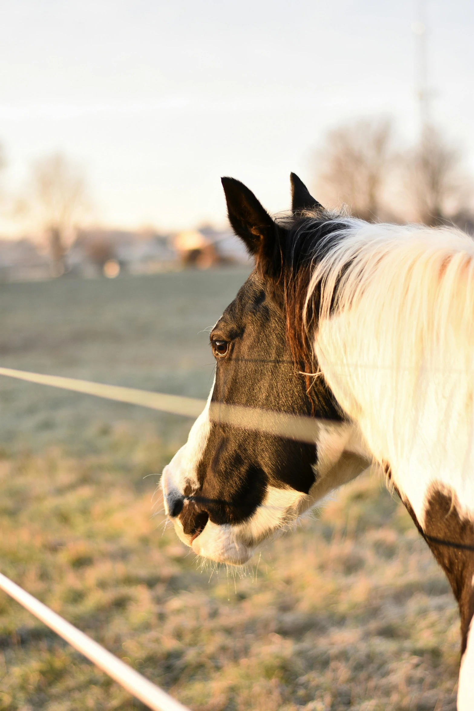 a brown and white horse standing on top of a grass covered field, in the sunset, up-close, soft light - n 9, 8 k photo