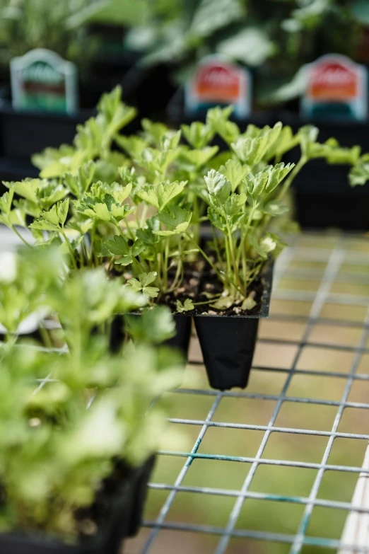 a bunch of plants that are on a table, clover, in rows, photo taken with provia, detail shot