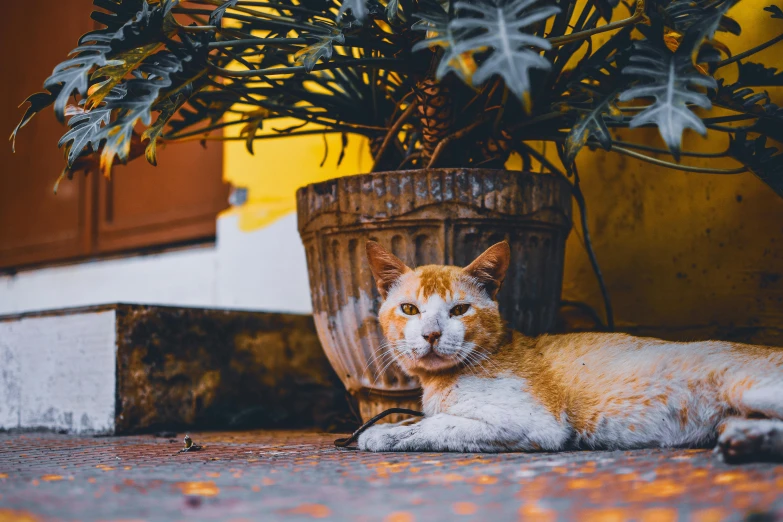 an orange and white cat laying next to a potted plant, a photo, pexels contest winner, in a square, avatar image, evening time, tourist photo