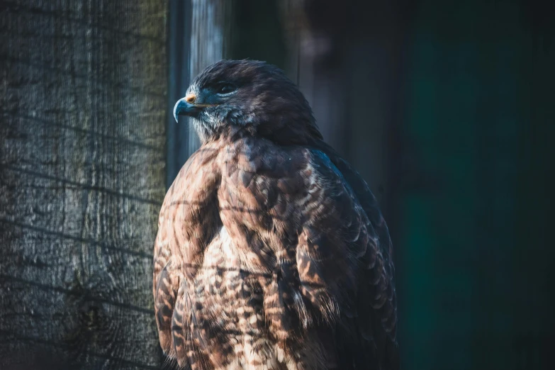 a close up of a bird of prey on a tree, pexels contest winner, hurufiyya, profile image, blank, brown, a wooden