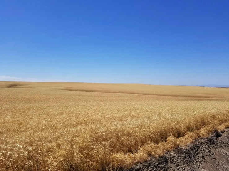 a wheat field with a blue sky in the background, an album cover, horizon forbideen west, # nofilter, oregon trail, loosely cropped