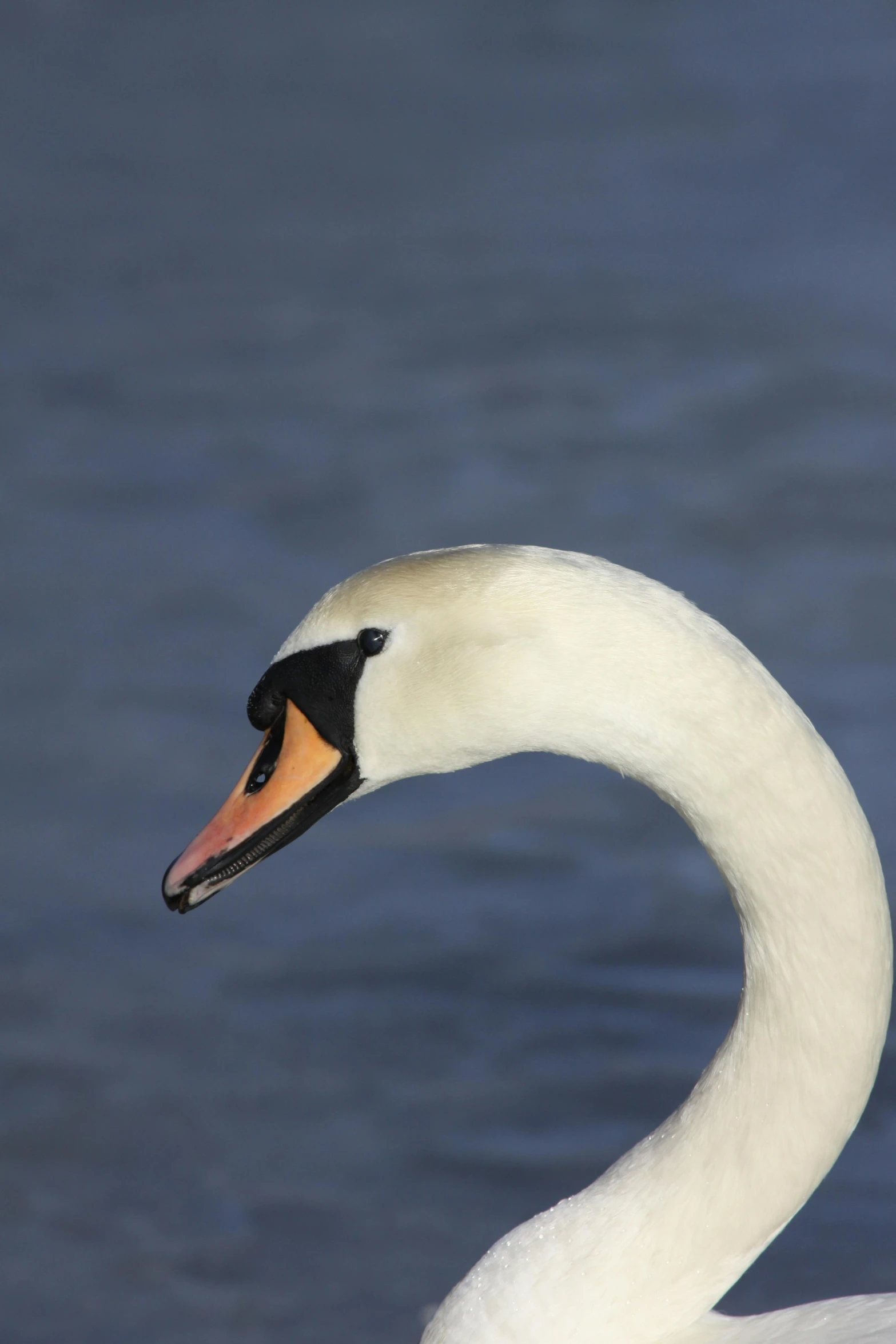 a white swan floating on top of a body of water, strong jawline, taken in the late 2010s, in 2 0 1 5, front profile shot