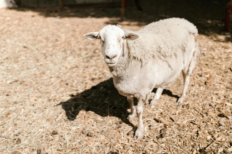 a white sheep standing on top of a dry grass covered field, a portrait, unsplash, petting zoo, pov photo, shady, a wooden