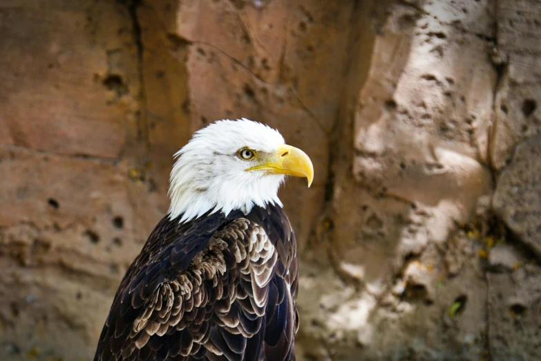 a bald eagle standing in front of a rock wall, a portrait, pexels contest winner, hurufiyya, fan favorite, feathered hair, taken in zoo, full faced