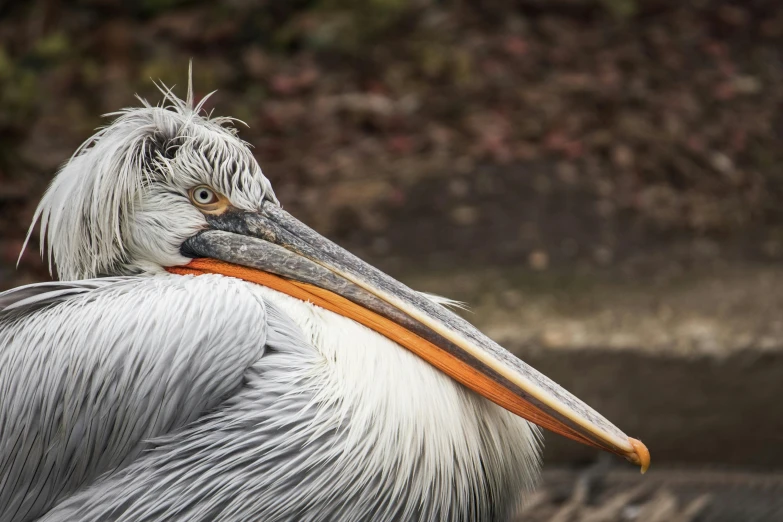 a close up of a bird with a long beak, by Jan Tengnagel, pexels contest winner, hurufiyya, gray and orange colours, resting, stern look, swanland