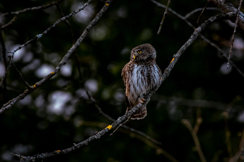 a small owl sitting on top of a tree branch, a portrait, pexels contest winner, predawn, fan favorite, hunting, birds eye photograph