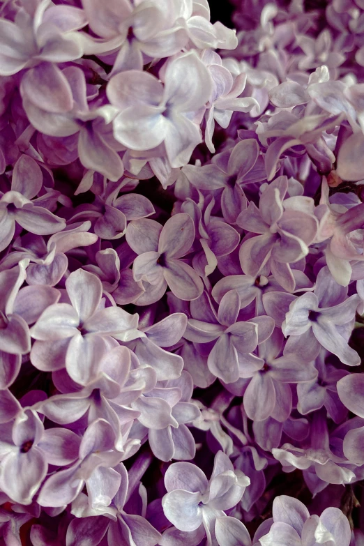 a close up of a bunch of purple flowers, award - winning crisp details, lilac, soft internal light, irresistible