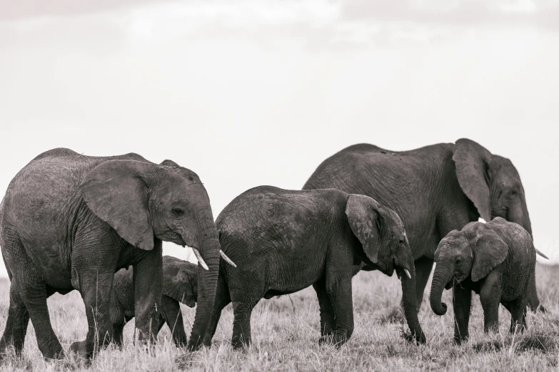 a herd of elephants walking across a grass covered field, a black and white photo, pexels contest winner, hurufiyya, family portrait, fine art print, unmistakably kenyan, portrait of tall