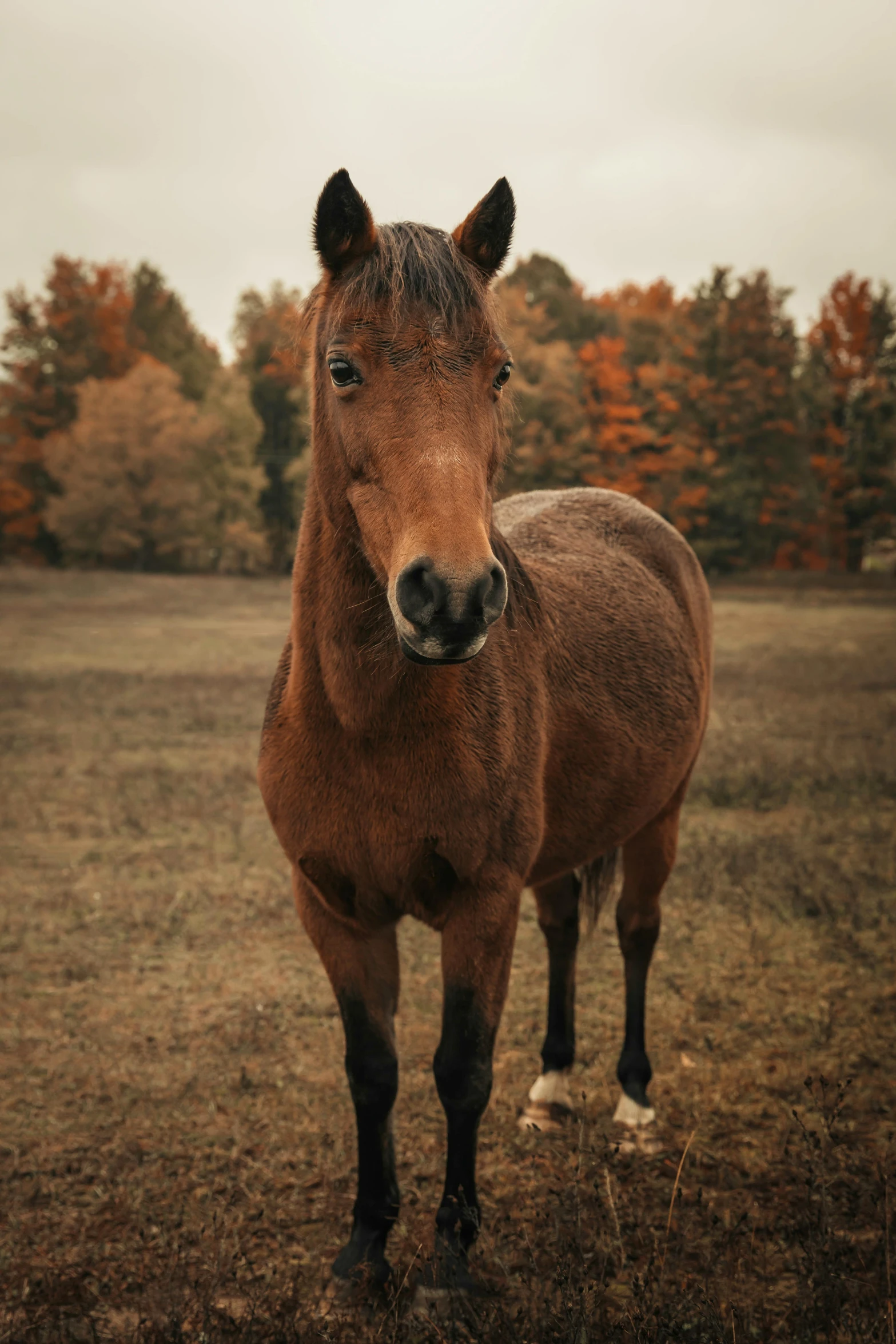 a brown horse standing on top of a grass covered field, in fall, facing the camera, 2019 trending photo