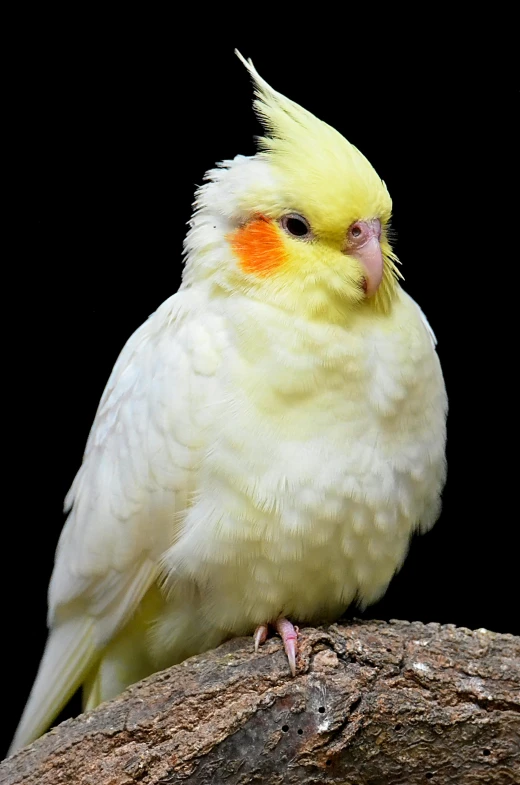 a yellow and white bird sitting on top of a tree branch, in front of a black background, cocky, smug, pale pointed ears