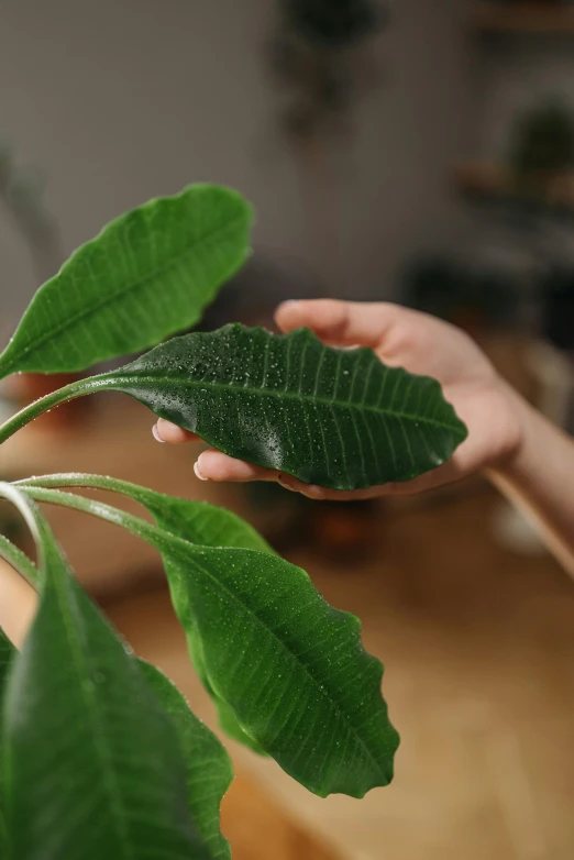 a close up of a person holding a plant, detailed product image, large leaves, moisture, zoomed out shot