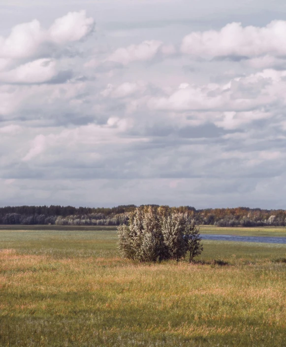 a herd of cattle grazing on top of a lush green field, by Ilya Ostroukhov, unsplash contest winner, land art, tall grown reed on riverbank, single tree, rye (shishkin), plain background