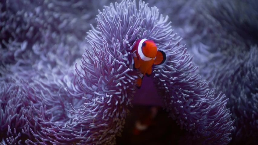 a clown fish in a purple sea anemone, pexels contest winner, 🦩🪐🐞👩🏻🦳, shot on sony a 7, red and purple, fishing