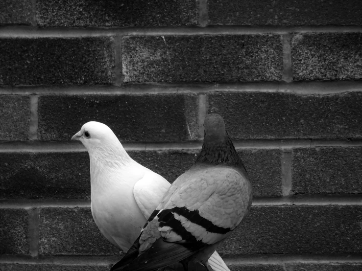 two pigeons standing next to each other in front of a brick wall, a black and white photo, by Jan Rustem, 2 0 1 0 photo, in love, black! and white colors, pose 4 of 1 6