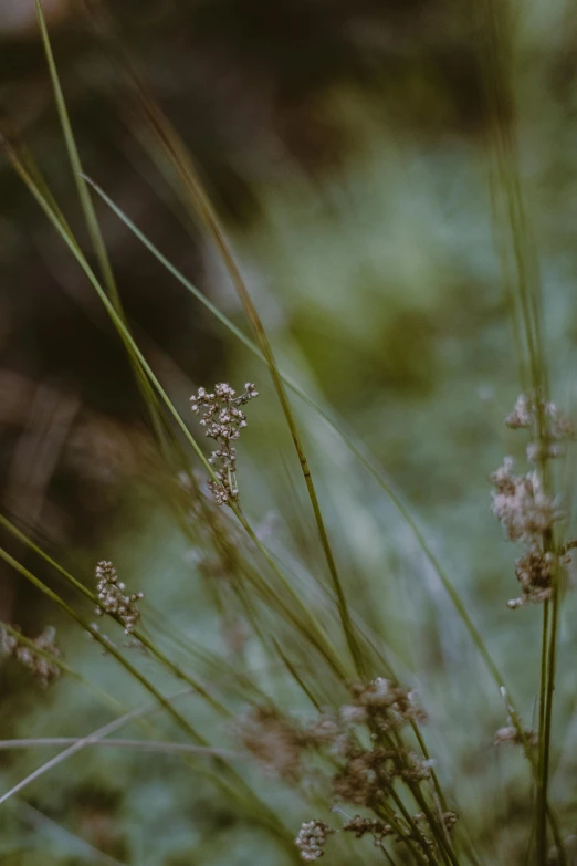 a red fire hydrant sitting on top of a lush green field, a macro photograph, by Attila Meszlenyi, australian tonalism, walking in high grass field, gold flaked flowers, muted colors. ue 5, muted brown