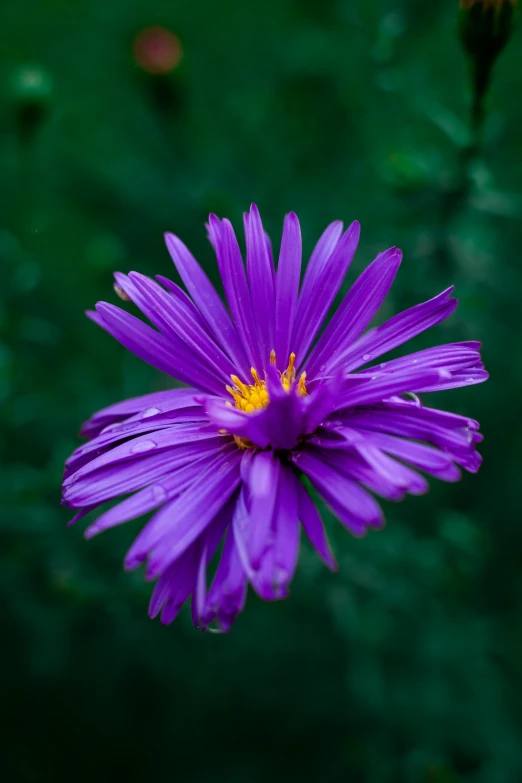 a purple flower sitting on top of a lush green field, up-close, paul barson, chrysanthemum eos-1d, ari aster