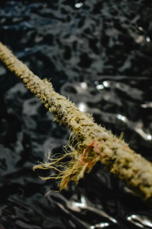 a rope hanging over a body of water, a macro photograph, by Matt Cavotta, hurufiyya, fungal growth, indoor picture, low fi, marijuana ) wet