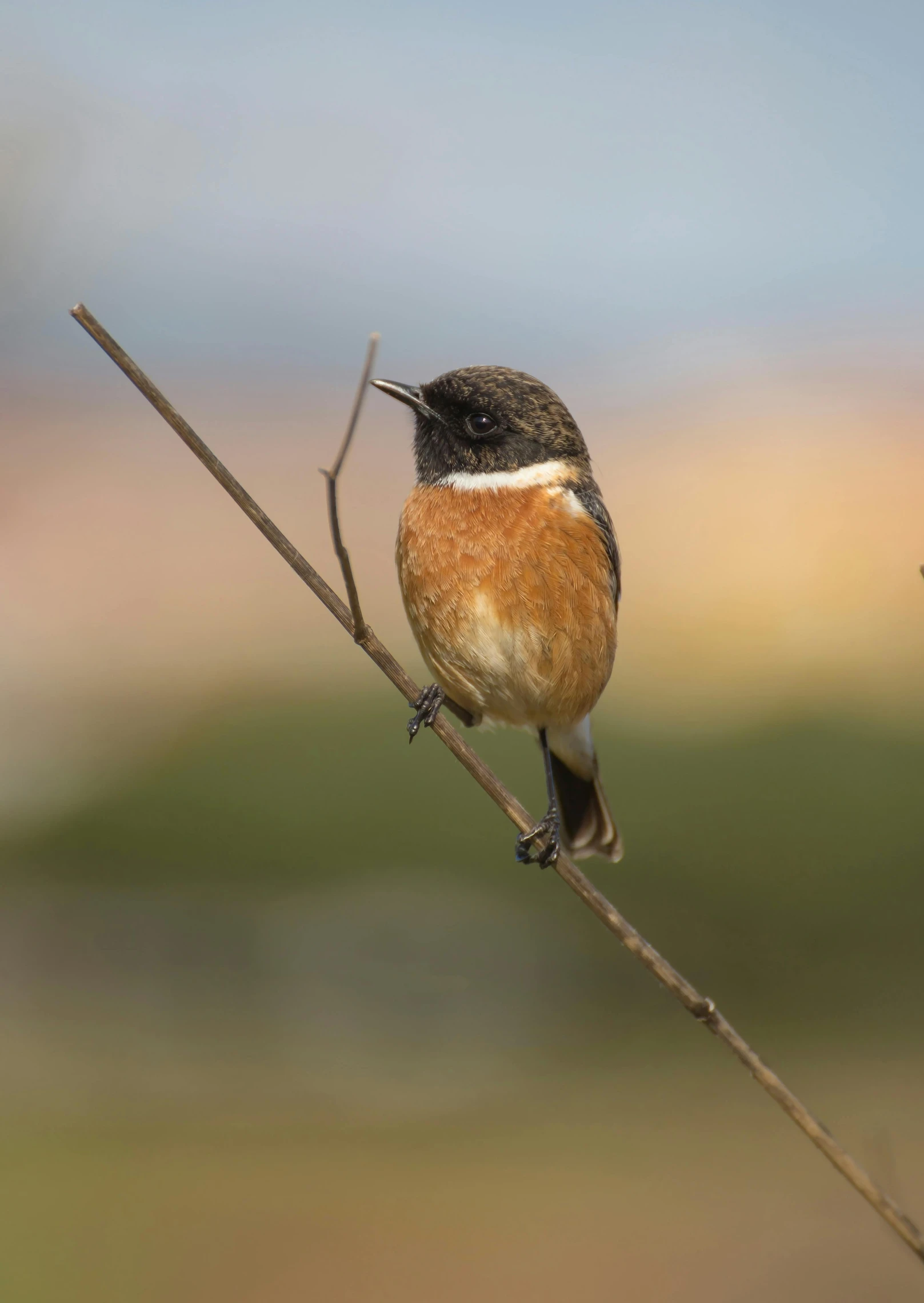 a small bird sitting on top of a tree branch, gushy gills and blush, chilean, slide show, raphael lecoste