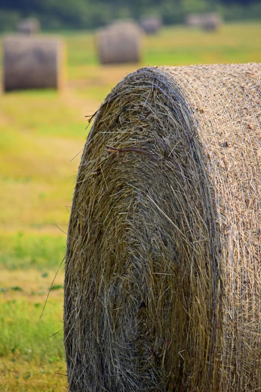 a close up of a hay bale in a field, profile image