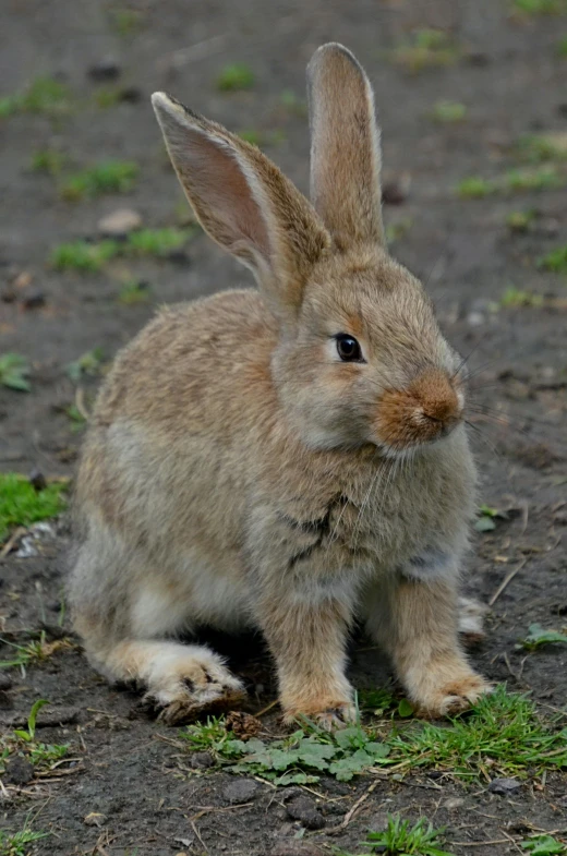 a small rabbit is sitting on the ground, flickr, renaissance, similar to pokemon, furry brown body, high detailled, standing