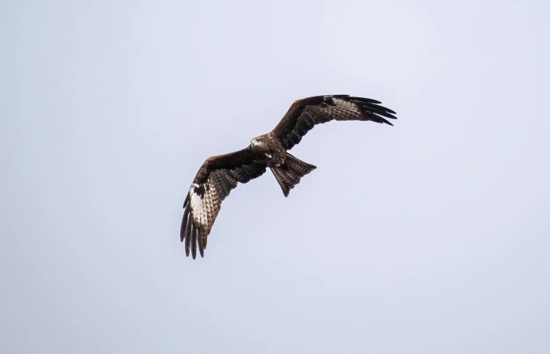 a bird that is flying in the sky, a picture, pexels contest winner, hurufiyya, raptor, in a medium full shot, slight overcast, gif