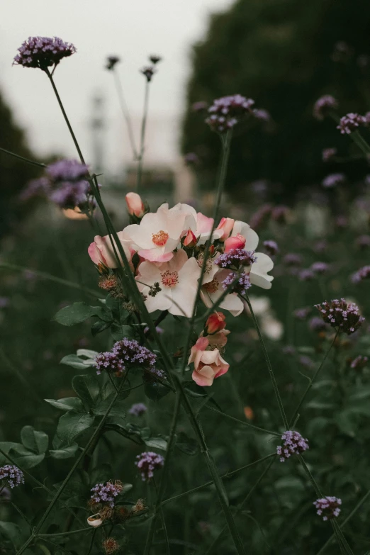 a bunch of flowers sitting on top of a lush green field, unsplash contest winner, romanticism, overcast dusk, lavender blush, in a garden, manuka