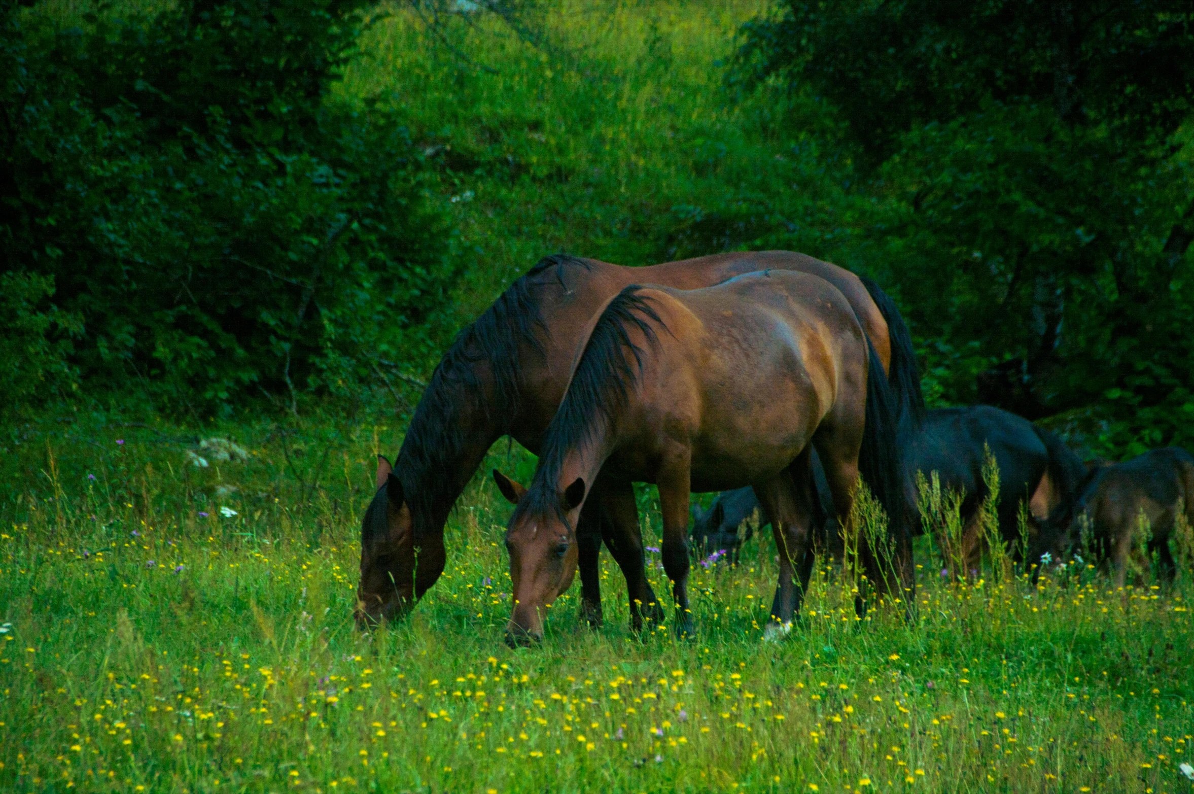 a group of horses grazing in a field, by Carey Morris, pexels contest winner, southern wildflowers, fan favorite, eating, lush green