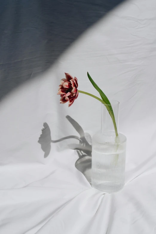 a single flower sitting in a glass vase, by Anna Boch, unsplash, photorealism, soft shadow transition, ignant, large tall, with white skin