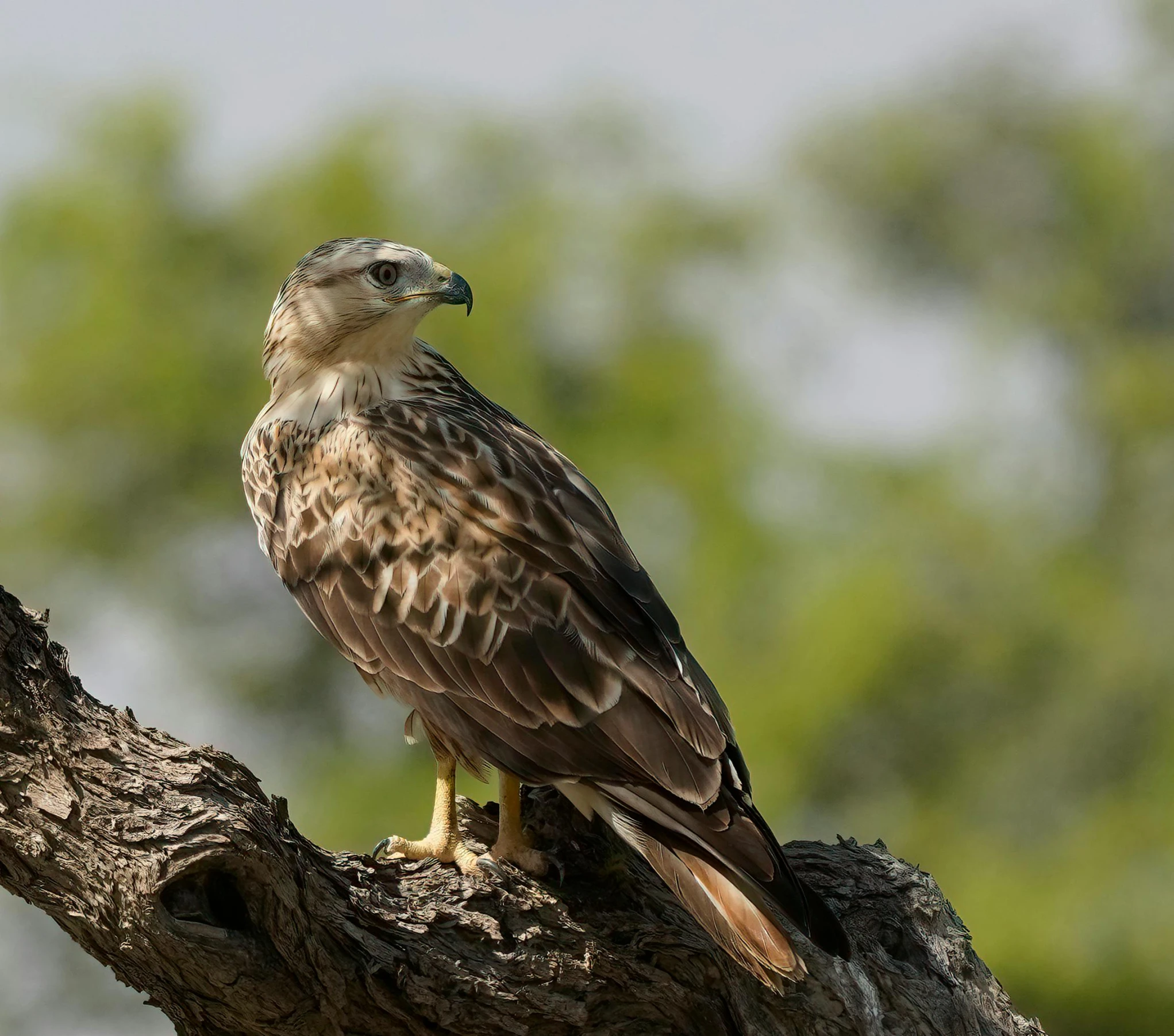 a bird sitting on top of a tree branch, a portrait, pexels contest winner, hurufiyya, raptor, india, mid 2 0's female, 1 male