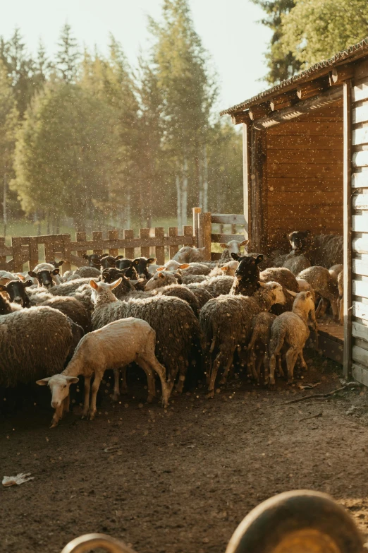 a herd of sheep standing on top of a dirt field, inside a barn, animals running along, late afternoon