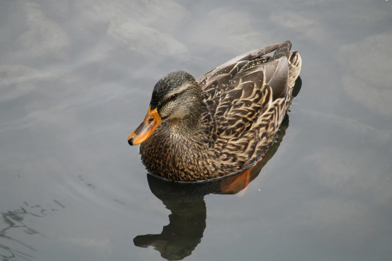 a duck floating on top of a body of water, by Jacob Duck, pexels contest winner, hurufiyya, brockholes, old male, female beauty, high detail photo