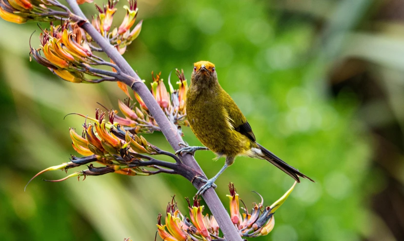 a small bird sitting on top of a plant, by Peter Churcher, hurufiyya, kiwi, long thick shiny gold beak, birds eye photograph, subtropical flowers and plants