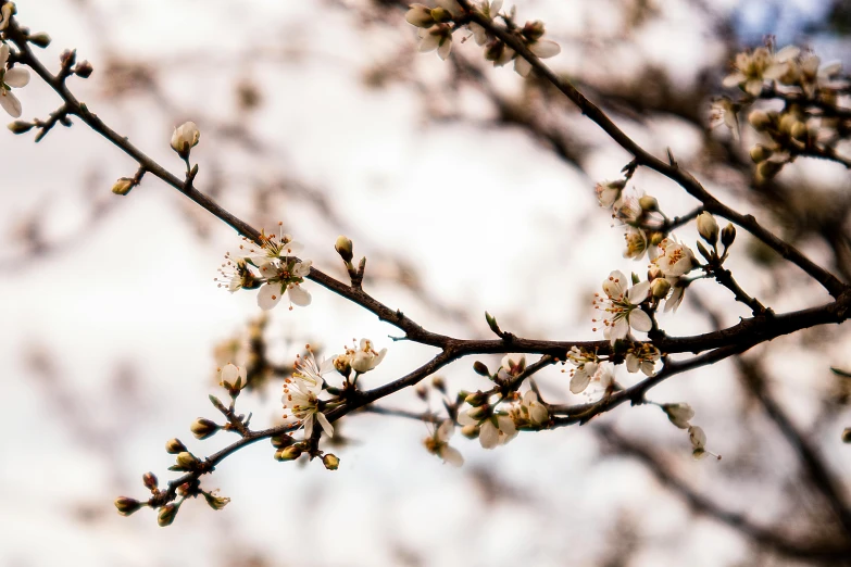 a close up of a branch of a tree with white flowers, inspired by Elsa Bleda, trending on unsplash, color ( sony a 7 r iv, brown, ::