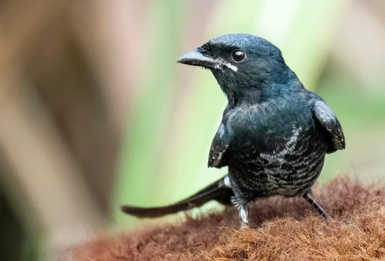 a blue bird sitting on top of a pile of brown hair, by Gwen Barnard, pexels contest winner, hurufiyya, black, mullet, rare bird in the jungle, closeup 4k