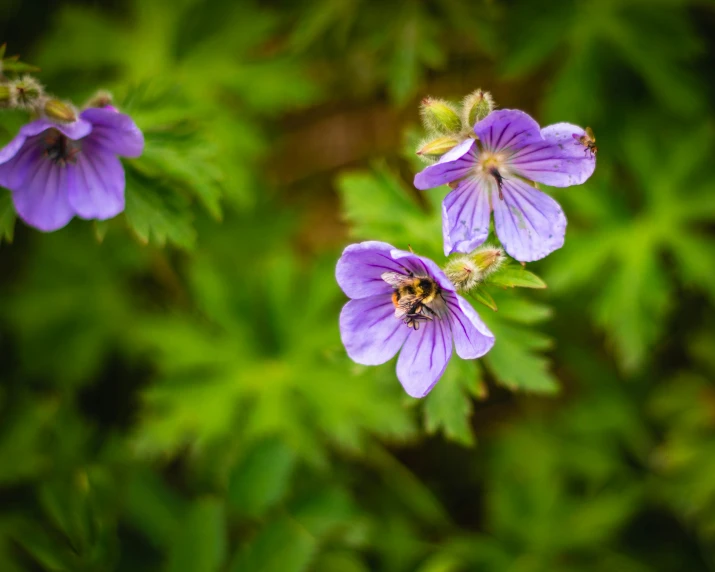 a couple of purple flowers sitting on top of a lush green field, a macro photograph, pexels contest winner, bee, blue, top - down photograph, instagram photo