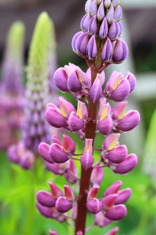 a close up of a bunch of purple flowers, cone shaped, servando lupini, 'groovy', mini model