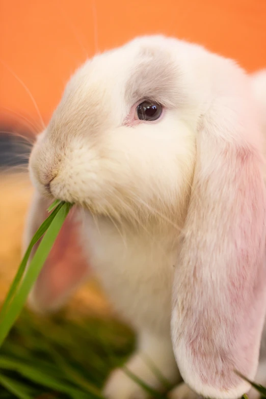 a close up of a rabbit eating grass, professionally post-processed, lop eared, multicoloured, vanilla