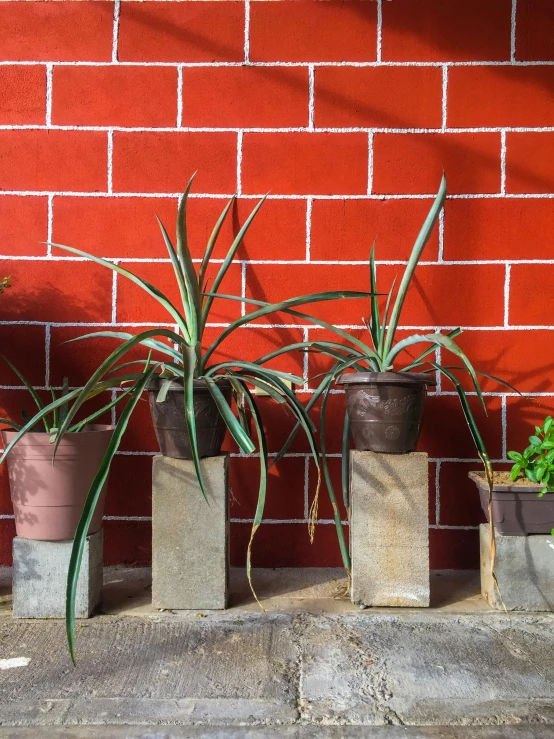 a row of potted plants in front of a red brick wall, an album cover, concrete art, bromeliads, full product shot, square, ignant