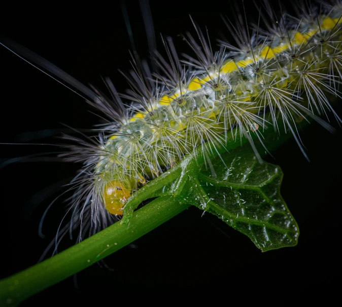 a close up of a cater on a plant, a macro photograph, by Adam Marczyński, on black background, buggy, furry mawshot, album photo