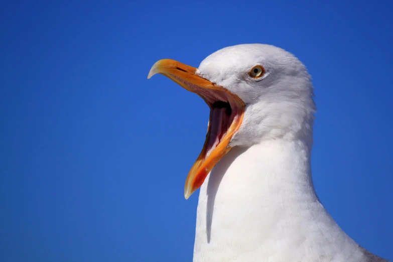 a close up of a seagull with its mouth open, an album cover, pexels, 🦩🪐🐞👩🏻🦳, albino, blue, shouting