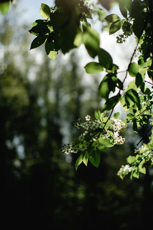 the sun shines through the leaves of a tree, inspired by Elsa Bleda, unsplash, light and space, white flowers, herbs and flowers, shot on hasselblad, near forest