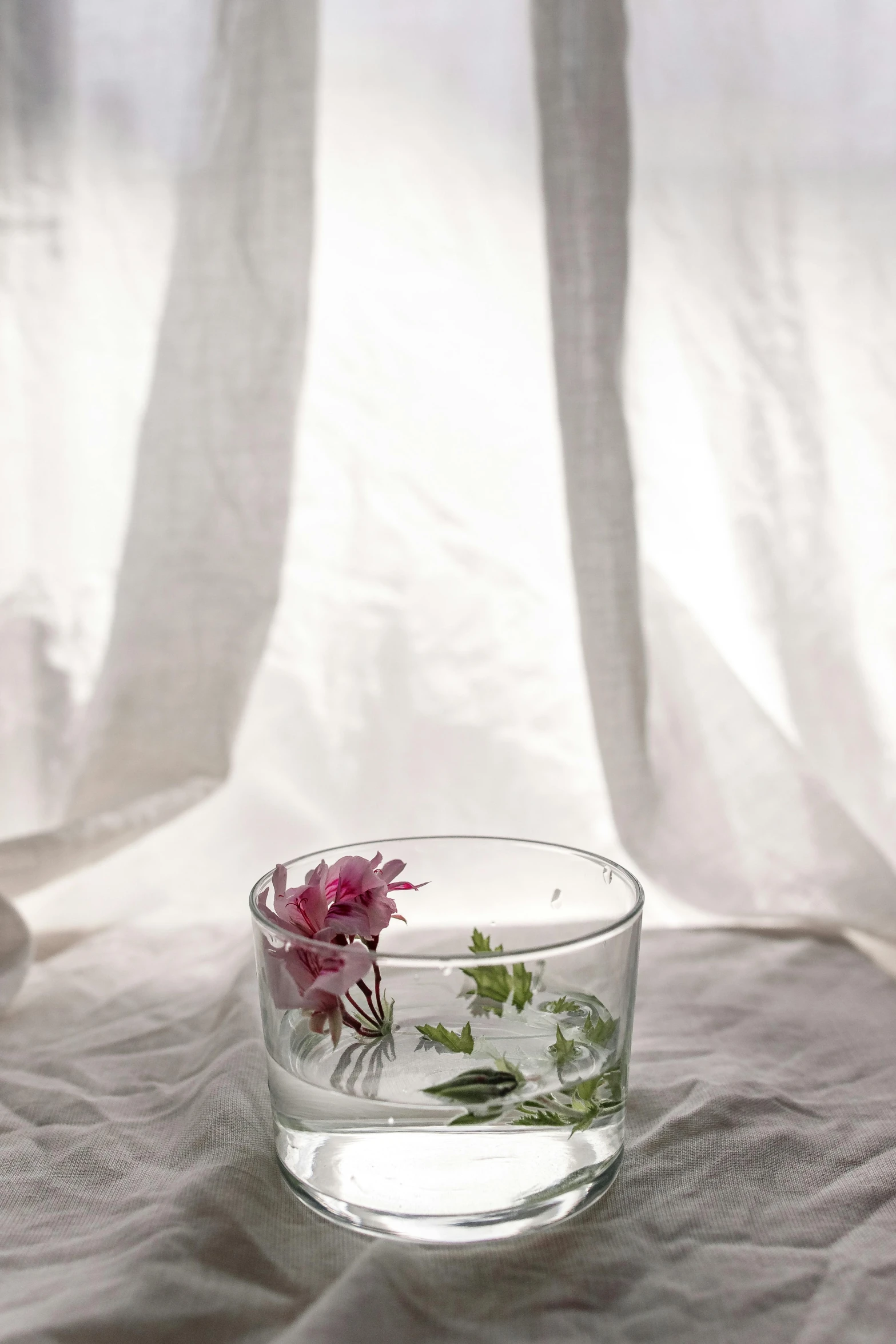 a glass of water with a flower in it, a still life, unsplash, photorealism, soft light - n 9, small, seasonal, herbs